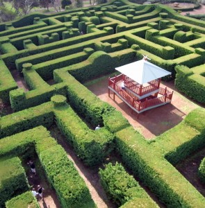 Tall lush green hedge expertly pruned into huge maze.