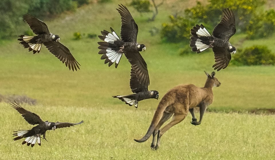 Black Cockatoos and Kangaroo.