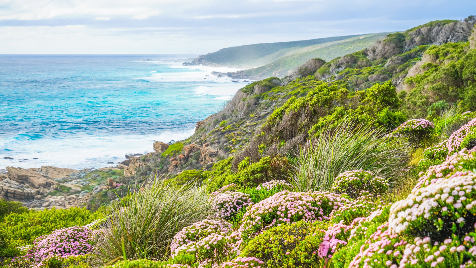 Stunning cliffs appearing to fall into the ocean along the Cape-to-Cape-Track prolific with pink wildflowers.