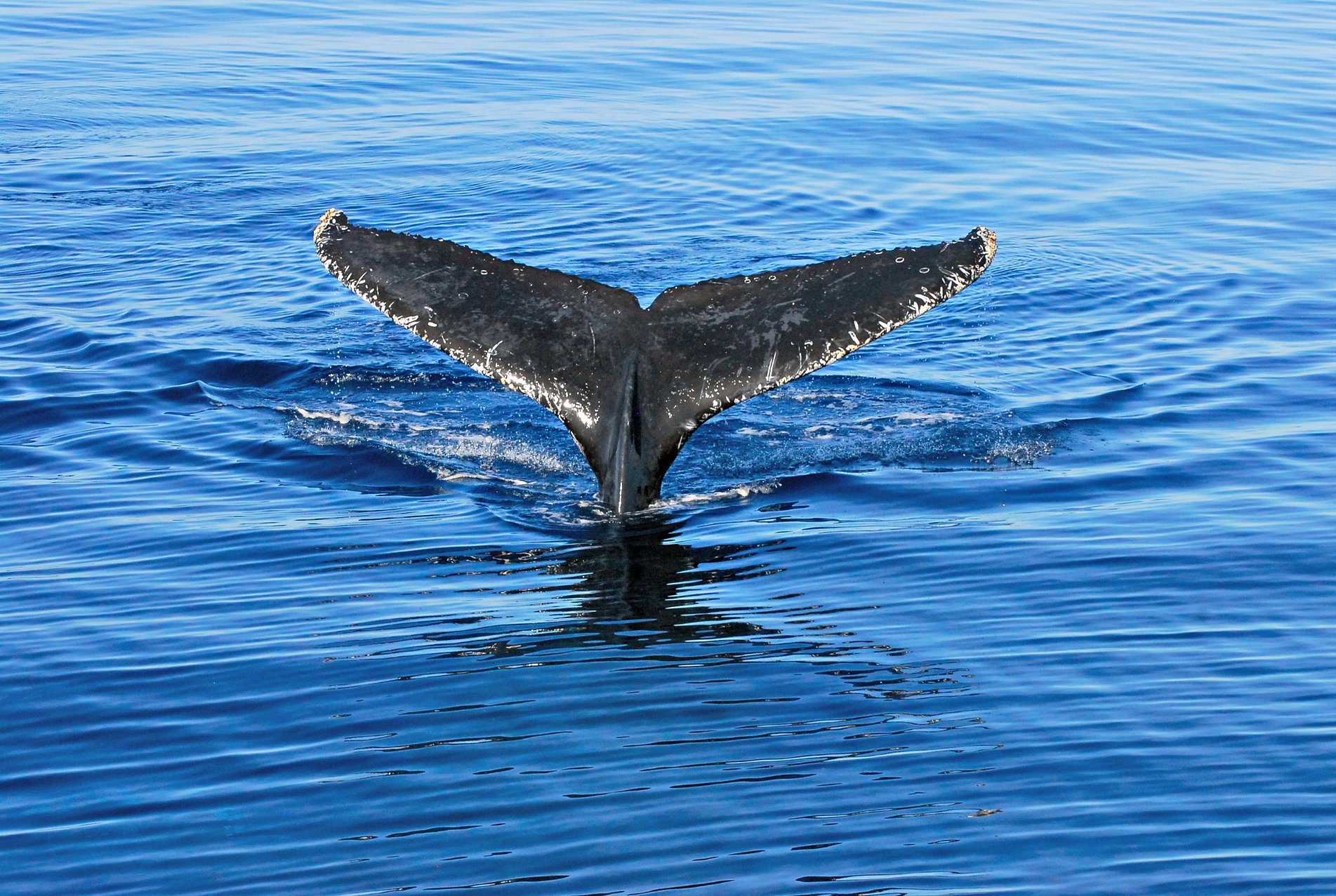 Whale tail as whale dives underwater.