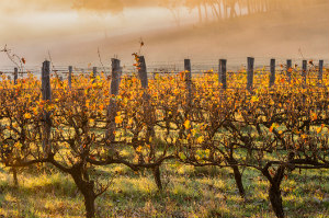 Mist over the vines in autumn