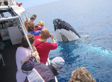 Whale watching tours with Legend Charters, Margaret River