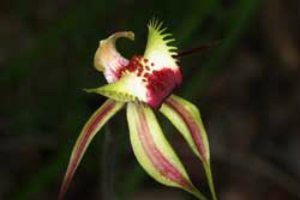 Green and crimson spider orchid