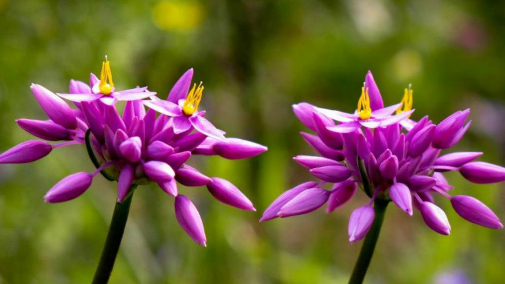 margaret river wildflower tours