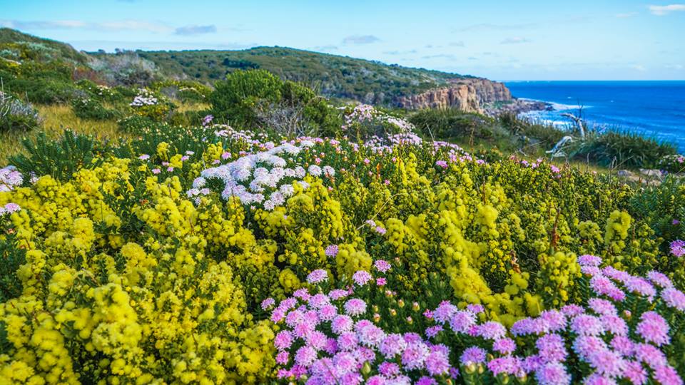 Abundance of wildflowers over the Cape to Cape coastal walk track.