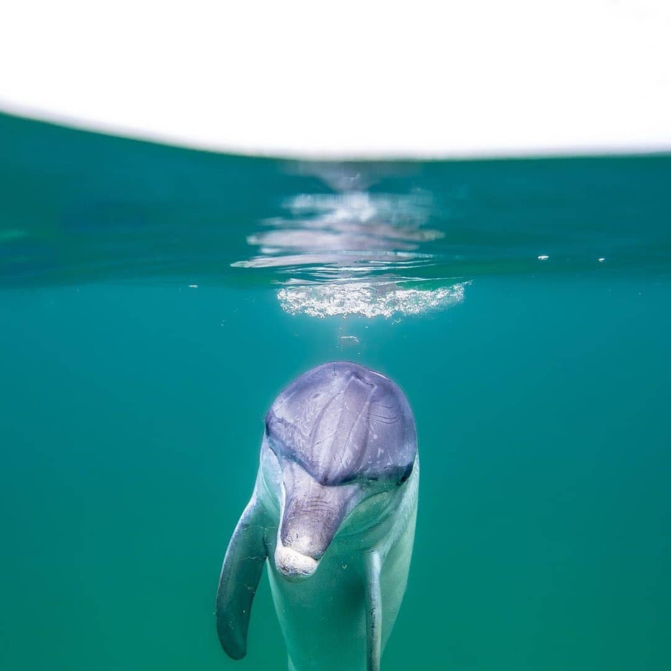 Dolphin Discovery Centre, Bunbury