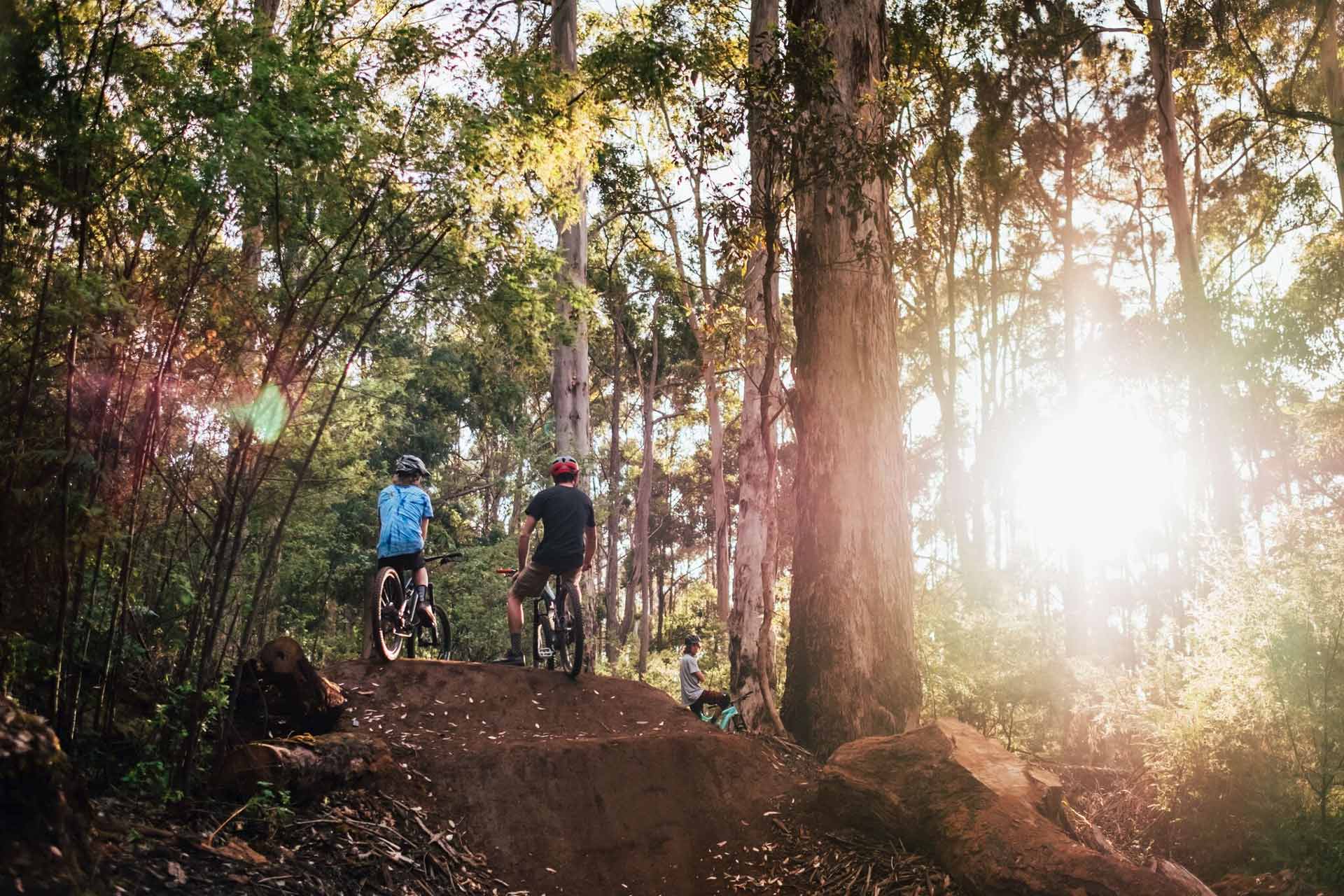 Afternoon sun filtering through trees on mountain bike riders in the pines in Margaret River.