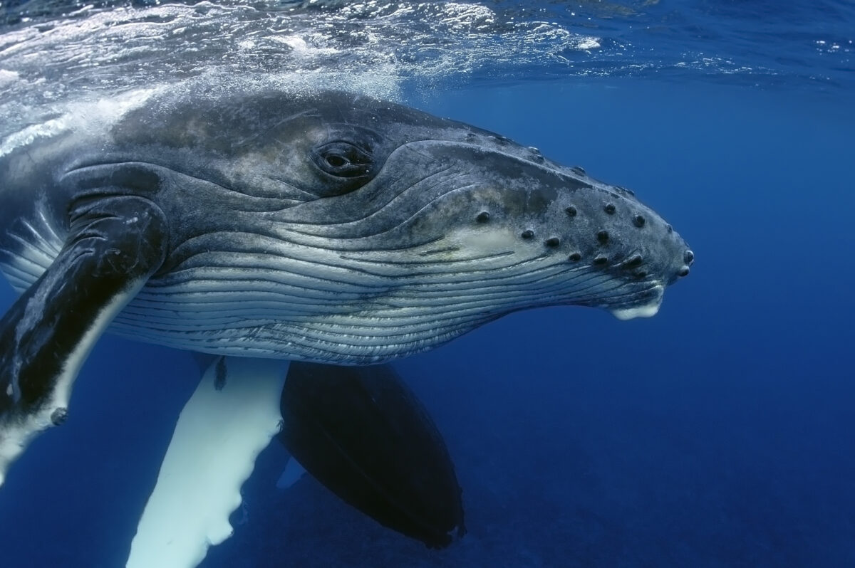 Close up of humpback whale underwater